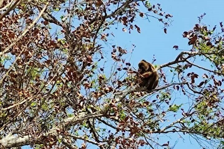 Imagem de compartilhamento para o artigo Equipe faz monitoramento e atende famílias de macacos bugios no Pantanal da MS Todo dia